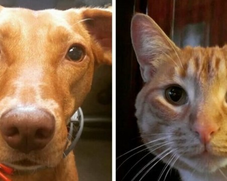 Какво правят домашните ни любимци, когато ни няма ВИДЕО