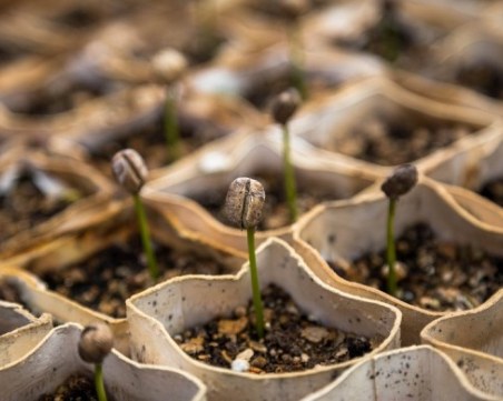 Първото растение, поникнало на Луната, умря