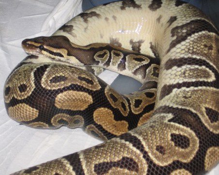 Птицечовка касичка спаси дете от триметров питон