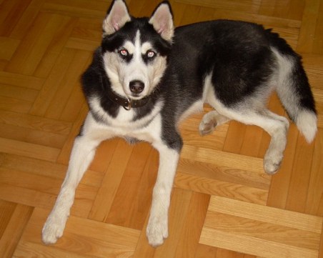 Глобиха пловдивчанка с 500 лева – кучето й лаело в дома й между 14:00 и 16:00 часа