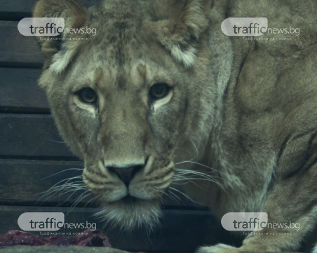 Как да нахраниш звяра показаха в столичния зоопарк СНИМКИ