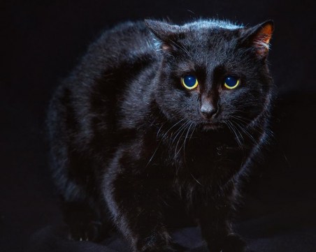 Бездомни котки станаха фотомодели СНИМКИ