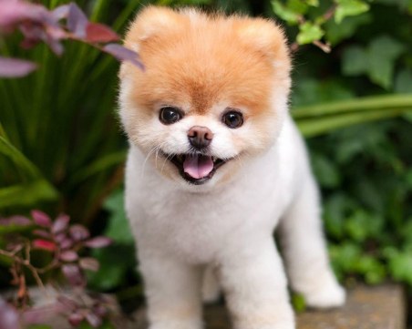 Най- симпатичното куче на света умря от мъка по приятел