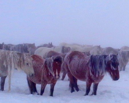 Не могат да намерят зарязаните коне над Пирдоп