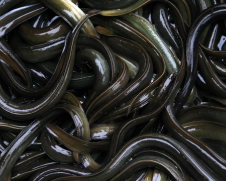 Змиорките в Темза са станали хиперактивни заради кокаин във водите на реката