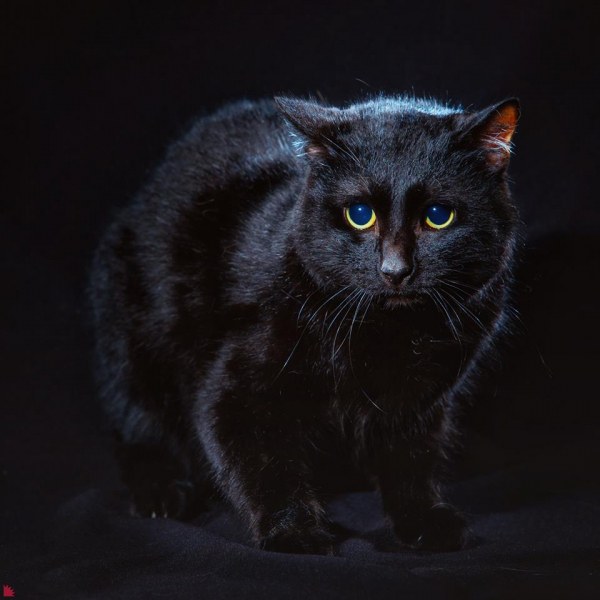 Бездомни котки станаха фотомодели СНИМКИ