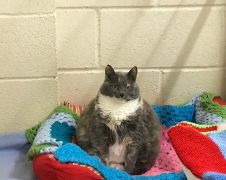 Една от най-дебелите британски котки си търси дом СНИМКИ