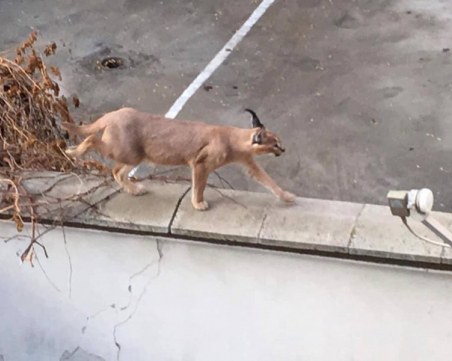 Опасен ли е пловдивският каракал? 3000 лева е глобата за отглеждане на дива котка вкъщи