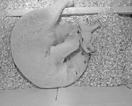 Малко бяло мече, родено в берлинския зоопарк, направи първите си стъпки ВИДЕО