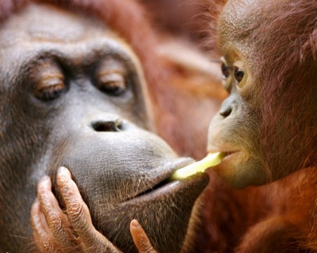 Орангутан откъсна пръста на жена