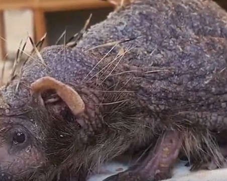 Таралеж се събуди по-рано от зимен сън, оплешивя от стрес ВИДЕО