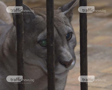 Явор Гечев за TrafficNews: През България минава незаконен канал за трафик на диви животни ВИДЕО