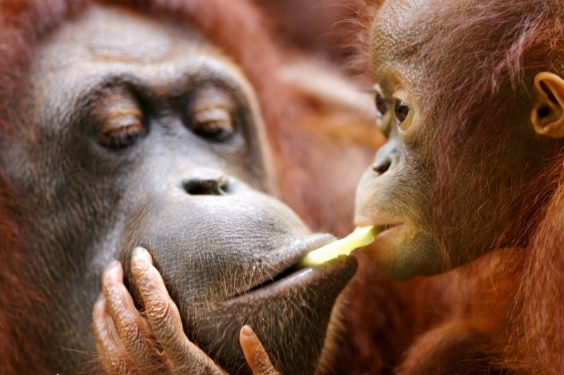 Орангутан откъсна пръста на жена