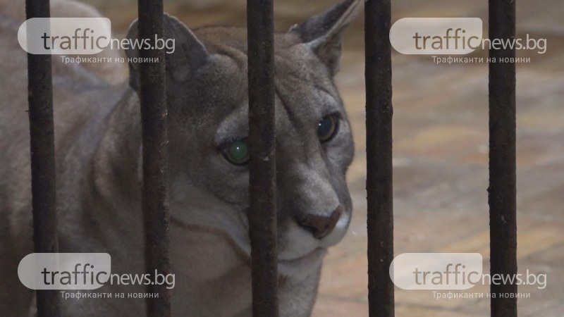 Явор Гечев за TrafficNews: През България минава незаконен канал за трафик на диви животни ВИДЕО