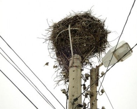 Гнездо на щъркели пламна, падна и запали автомобил, цяло село остана без ток