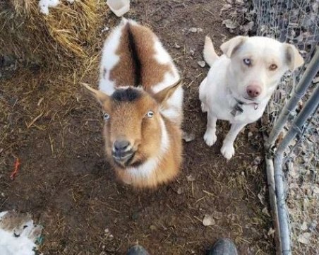 Изчезнало куче се завърна у дома...с коза ВИДЕО