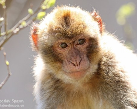 Клонираха 5 маймуни за научно изследване