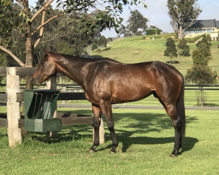 Кон стана австралиец на годината