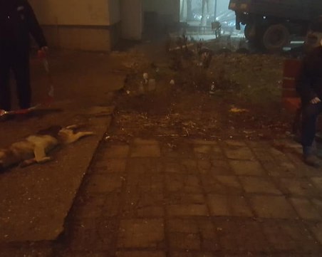 НЕчовешка жестокост!  Безсърдечен мъж хвърли куче от осмия етаж СНИМКИ+ВИДЕО