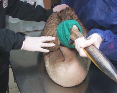 Бракониери простреляха розово пеликан, в Стара Загора го спасиха