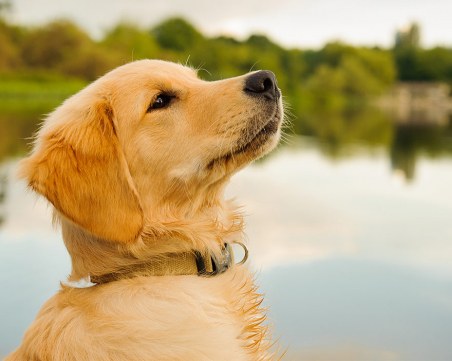 Куче заведе линейка при умиращия си стопанин ВИДЕО