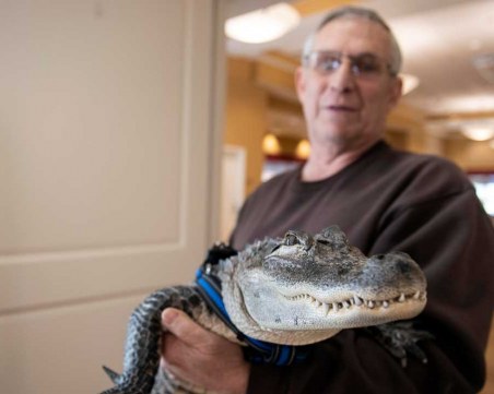Алигатор срещу депресията