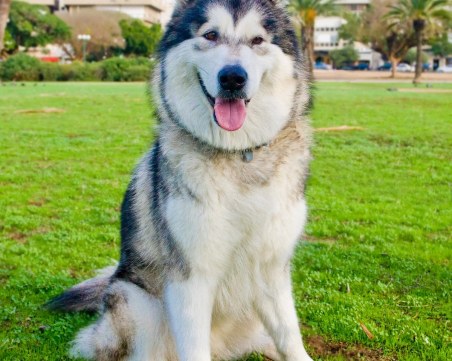 Голямо добро момче в самолет = звезда ВИДЕО