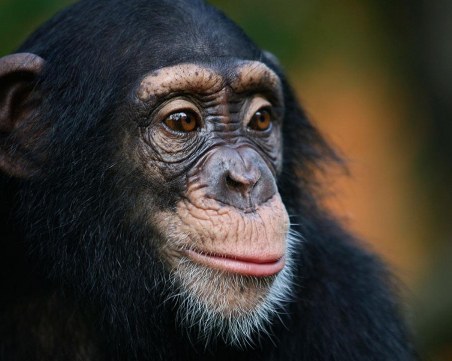 Референдум за базови човешки права на шимпанзетата