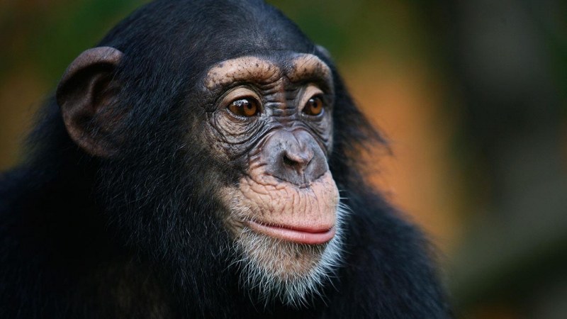 Референдум за базови човешки права на шимпанзетата