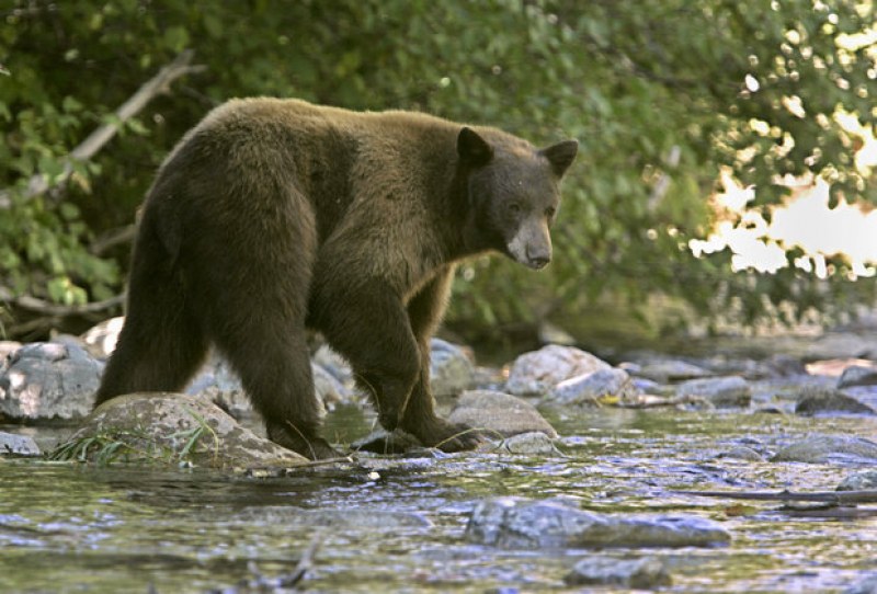 3-годишно дете оцеля след два дни в гората, спасила го мечка