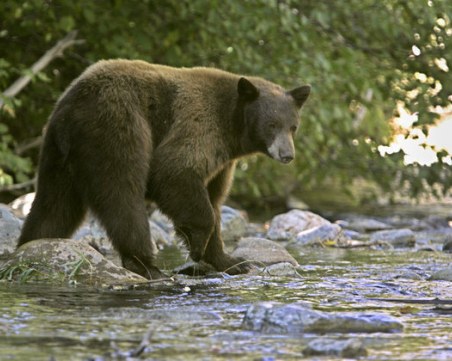 3-годишно дете оцеля след два дни в гората, спасила го мечка