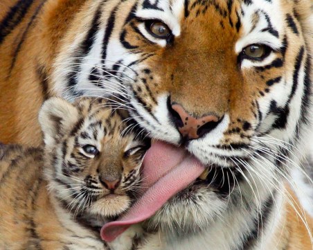 Малки амурски тигърчета си играят пред камера ВИДЕО