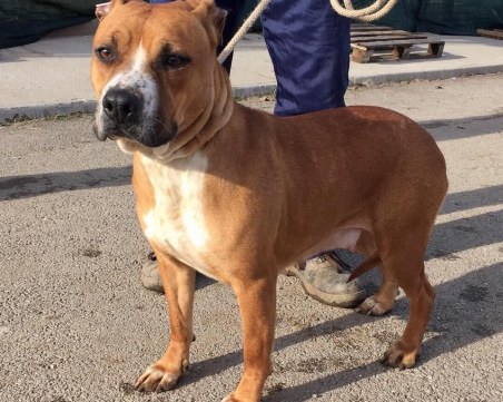 Бамби, Ким, Клоуи - питбулите с добри сърца! Търсят си стопанин! СНИМКИ