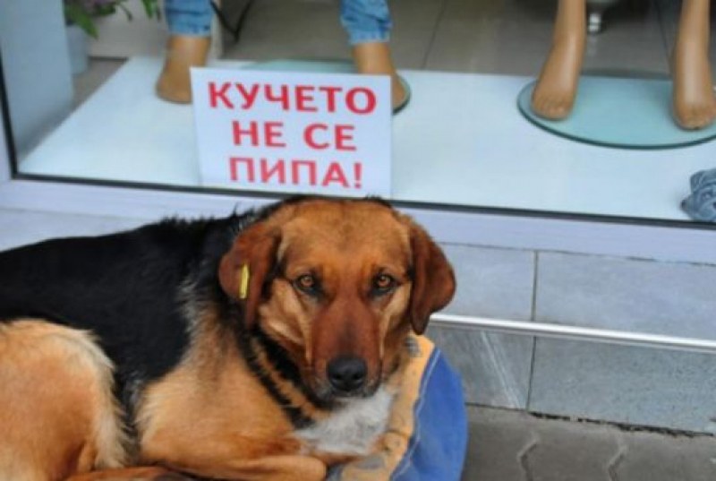 Бездомно куче се превърна в атракция за туристите във Велинград