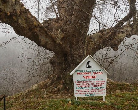 Белащица си върна ореховата гора, в която Пенчо Славейков е написал поемата 