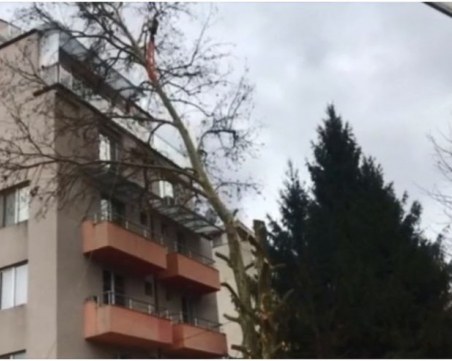 40-годишно дърво се стовари върху тераси на блок и ги потроши