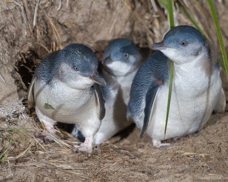 Мъже откраднаха три малки сини пингвинчета в Нова Зеландия