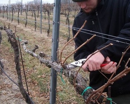 Вицепремиер и министър зарязват учебните лозя на Аграрния университет за Трифон Зарезан