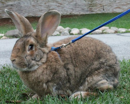 Семейство търси домашния си заек, голям колкото куче ВИДЕО