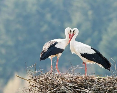 69 вида защитени птици са били спасени от РИОСВ – Пловдив през 2018 гoдина