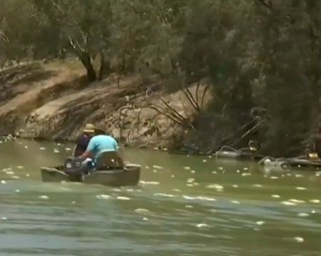 Безпрецедентни горещини в Австралия! Змии масово нахлуват в бани по домовете