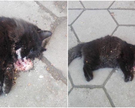 Отново отровени котенца! Този път пред сградата на ПУ СНИМКИ