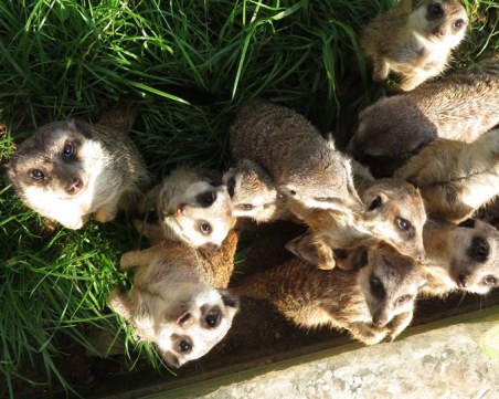 Вижте с кои бебета се гордее столичният зоопарк ВИДЕО