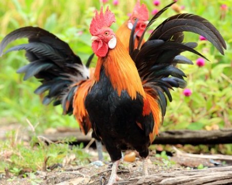 Зимна Богородица, Сретение господне, Петльовден! Това е днешният ден!