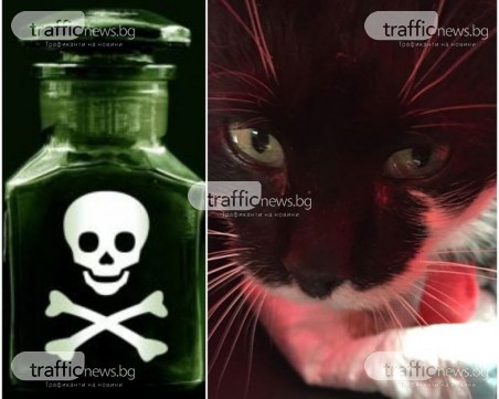 Продължава тровенето на котки в Пловдив, неизвестен излива антифриз около блокове