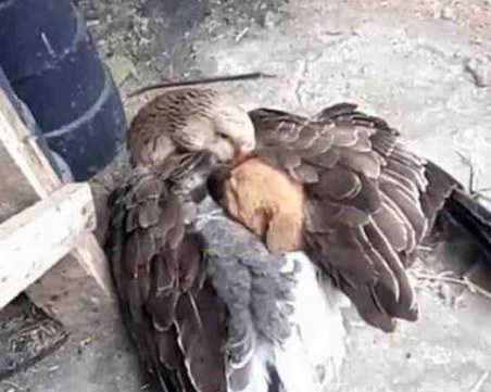 Любовта е безгранична! Поне между животните СНИМКИ