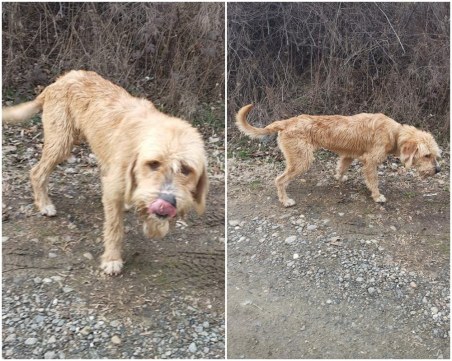 Златен барак се лута край Храбрино! Домашен е, да си го познава някой? СНИМКИ