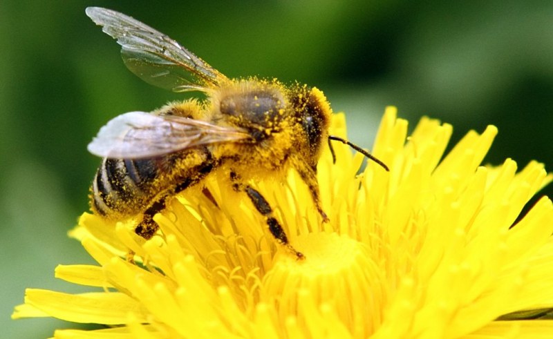 Защо пчелите рядко попадат в буря?