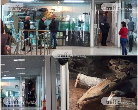 Боата, избягала от магазин в Пловдив, може да нападне човек ВИДЕО