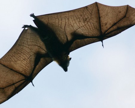 “Дисни“ помага за спасяването на прилепите в България